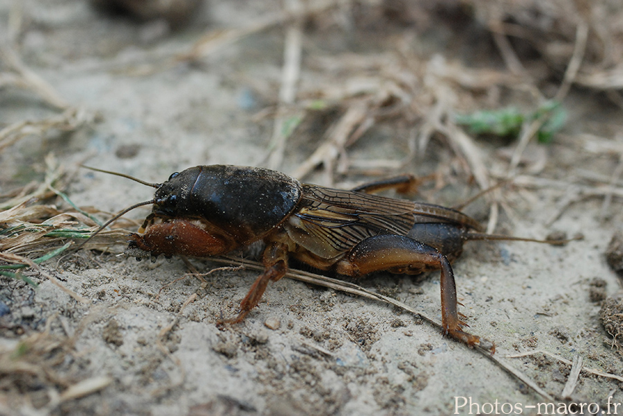 Gryllotalpa gryllotalpa